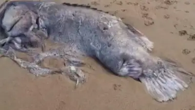 скриншот, фото - Новости Zakon.kz от 10.03.2018 14:40