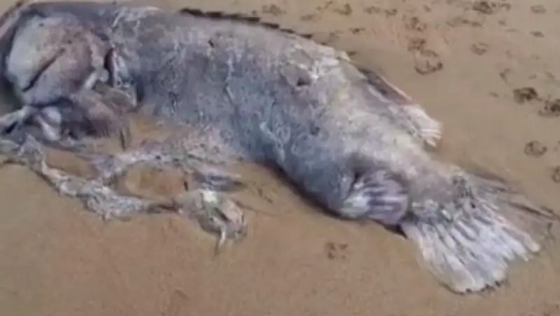 На пляже в Австралии нашли двухметровую рыбу-монстра