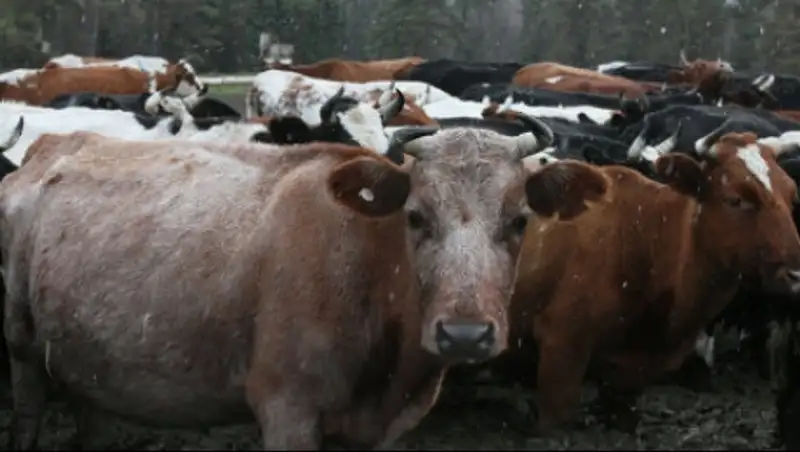 Более 9 млн тг субсидий необоснованно выплачено акмолинским фермерам