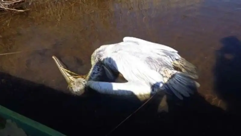 Вирус птичьего гриппа выявлен у баклана, обнаруженного в Атырауской области
