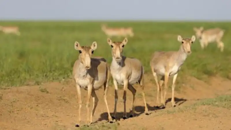 Казахстанские спутники ведут мониторинг популяции сайгаков