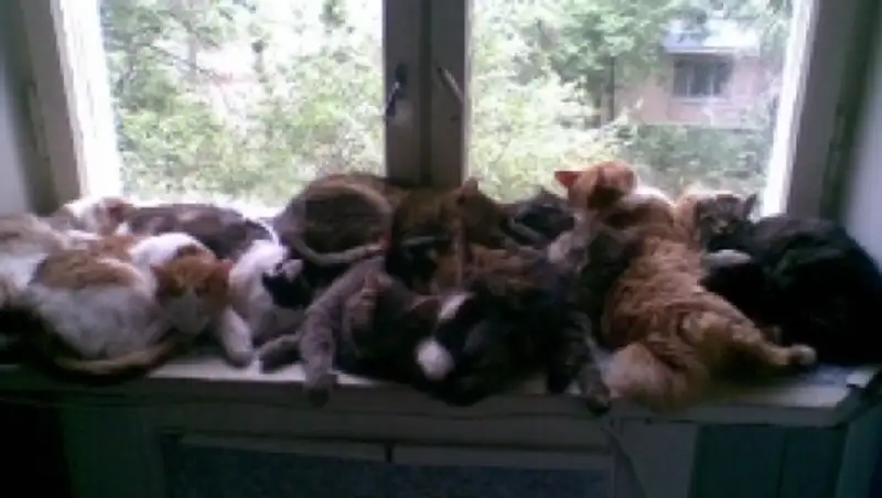 Квартиру в Алматы, где обнаружено кладбище домашних животных, предложат очередникам