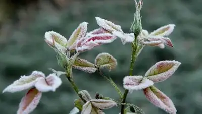 pixabay.com, фото - Новости Zakon.kz от 25.09.2020 16:55