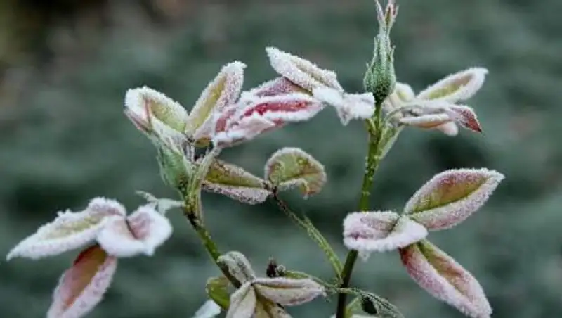 Заморозки до 2 градусов ожидаются в Казахстане