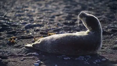Мангистау, гибель тюленей, фото - Новости Zakon.kz от 16.05.2022 09:12
