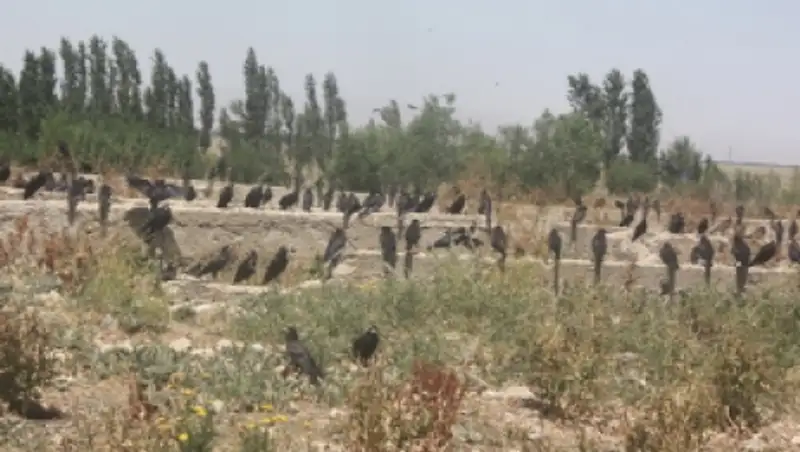 В Жамбылской области развивают birdwatching