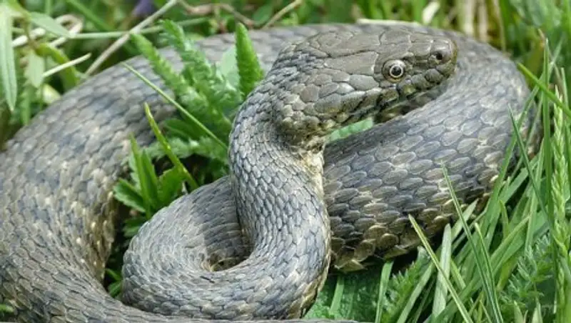 Сын погибшего от укуса змеи пастора едва не умер из-за гадюки