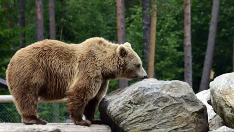 В Якутии ищут медведя, застрявшего головой в канистре