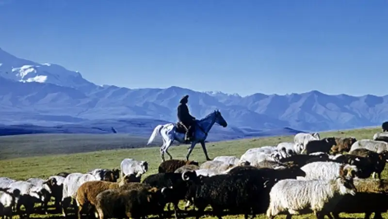 Работники крестьянского хозяйства похищали скот в ВКО