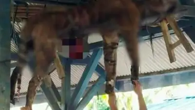 tribunnews.com, фото - Новости Zakon.kz от 07.03.2018 06:47