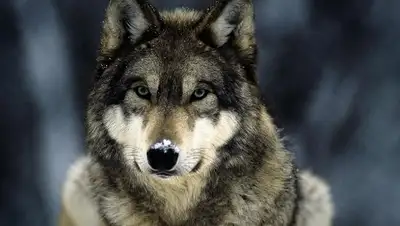 tomsk.ru, фото - Новости Zakon.kz от 07.02.2019 10:57