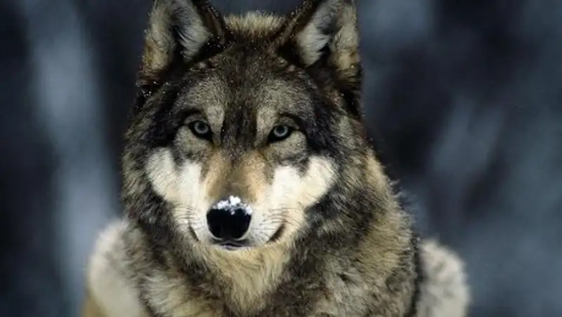 В Кыргызстане просят увеличить вознаграждение за отстрел волков