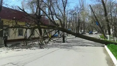 Zakon.kz, фото - Новости Zakon.kz от 13.04.2017 22:12