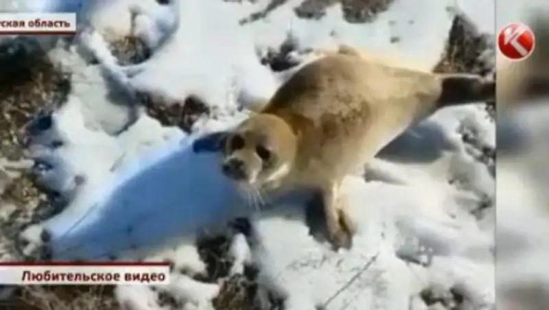 В Мангистау выяснили, почему по степи ползают тюлени