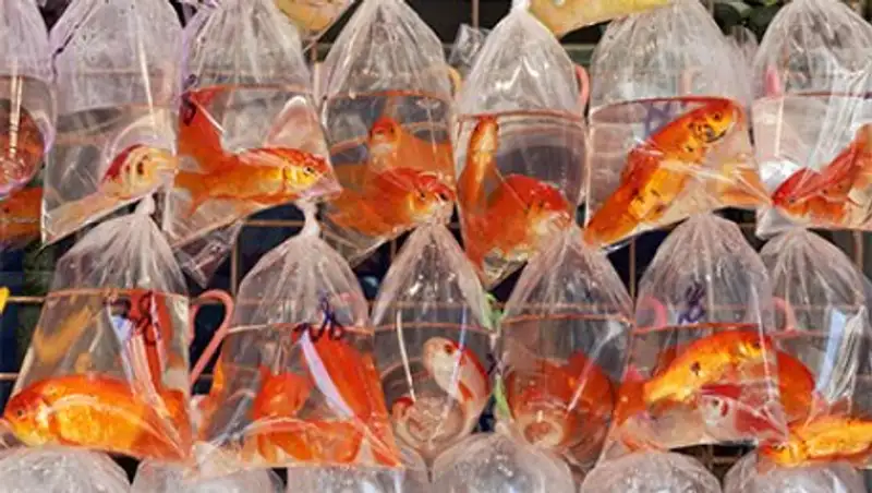 Власти заставят голландца выловить из канала 80 золотых рыбок