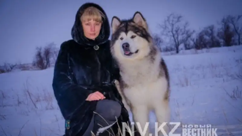 Карагандинец утверждает, что спас маламута, которого хотели застрелить