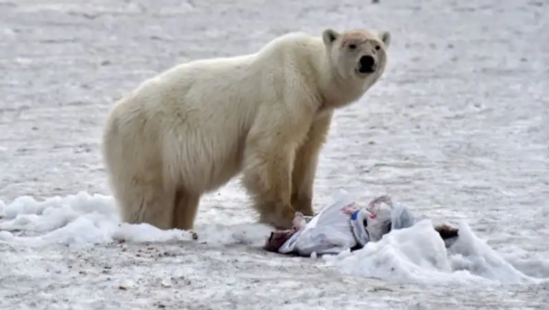 Отмечен рост случаев каннибализма среди белых медведей в Арктике