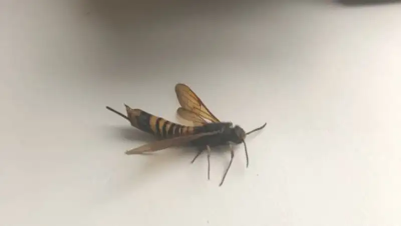 Насекомое, прогрызающее металл, обнаружил житель Костаная