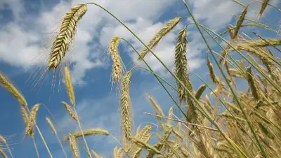 зерно, фото - Новости Zakon.kz от 04.06.2022 17:43