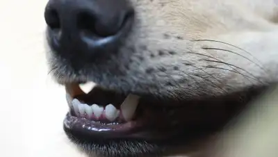 Pixabay, фото - Новости Zakon.kz от 13.10.2019 07:39