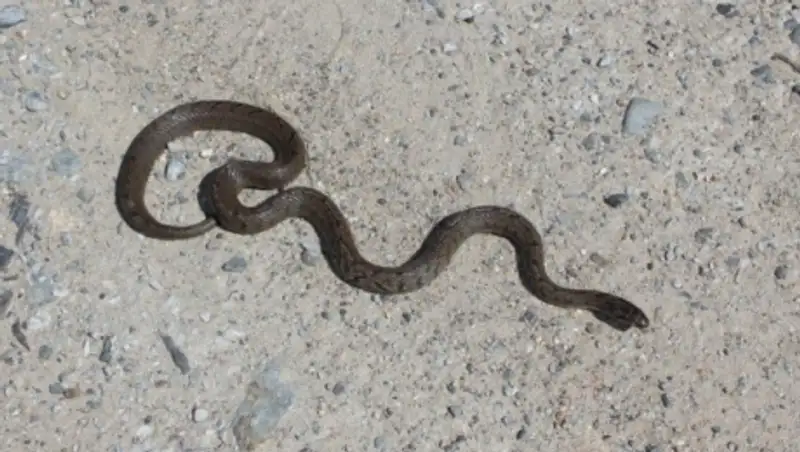 В Усть-Каменогорске мужчина нашел в подвале своего дома змею