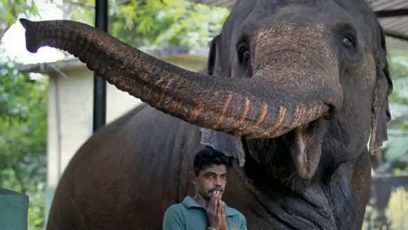 Ученые выяснили, какое животное меньше всего спит