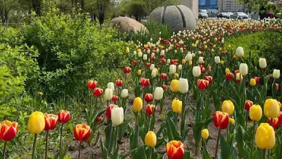 тюльпаны расцвели в Нур-Султане, фото - Новости Zakon.kz от 11.05.2022 14:53