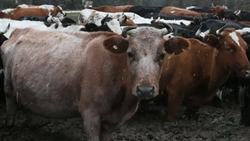 На борьбу с нодулярным дерматитом на западе РК выделено более 4,5 млн тенге