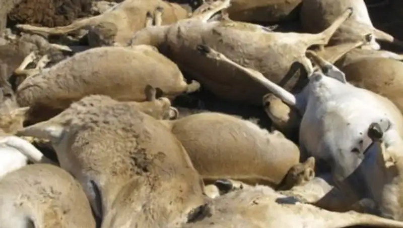 Предварительная причина массового падежа сайги в Костанайской области - сильное истощение