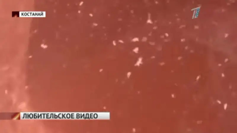 Жители Костаная утверждают, что нашли в питьевой воде червей