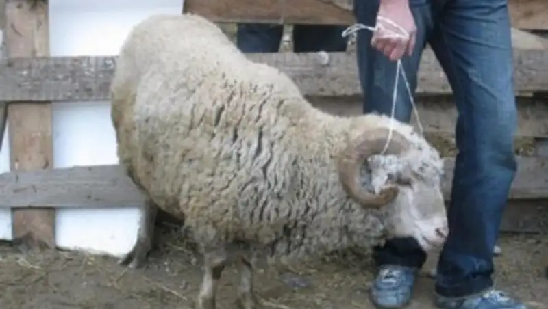 Скотокрады из ЮКО нанесли односельчанам ущерб в 3 миллиона тенге