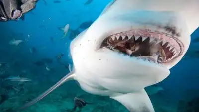 Zakon.kz, фото - Новости Zakon.kz от 10.01.2017 12:15