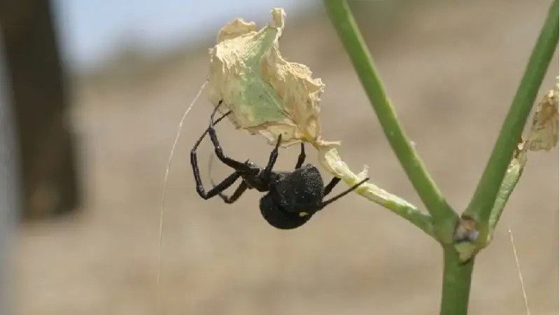 Пик активности каракуртов в Казахстане: что делать при укусе паука