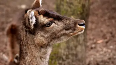 pixabay.com, фото - Новости Zakon.kz от 09.07.2020 15:44