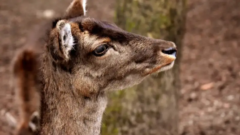 Глава филиала нацпарка приказал убить косулю, чтобы отдать ее проверяющему