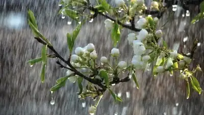 pixabay.com, фото - Новости Zakon.kz от 10.04.2020 11:49