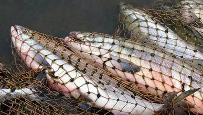 В Алматинской обл задержали браконьеров, промышлявших ловом краснокнижной рыбы