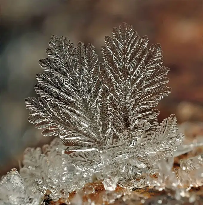 Снежинки. Фотограф Андрей Осокин Снежинки. Фотограф Андрей Осокин, фото - Новости Zakon.kz от 21.11.2013 00:00