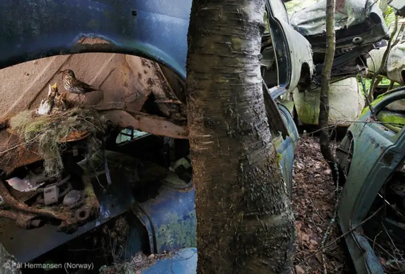 Победители фотоконкурса Wildlife Photographer 2013, фото - Новости Zakon.kz от 19.10.2013 18:59