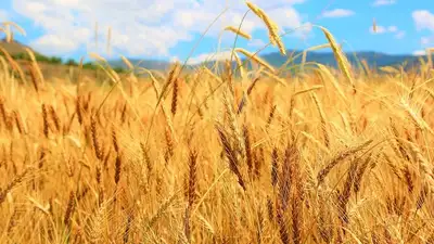 Казахстан возобновить поставки пшеницы зерновозами в Китай , фото - Новости Zakon.kz от 01.04.2023 06:38