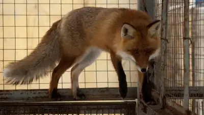 Zakon.kz, фото - Новости Zakon.kz от 17.05.2016 06:30