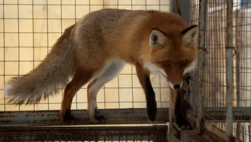 В зоопарке Алматы лисица отгрызла себе лапу