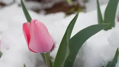 pixabay.com, фото - Новости Zakon.kz от 16.04.2021 17:16