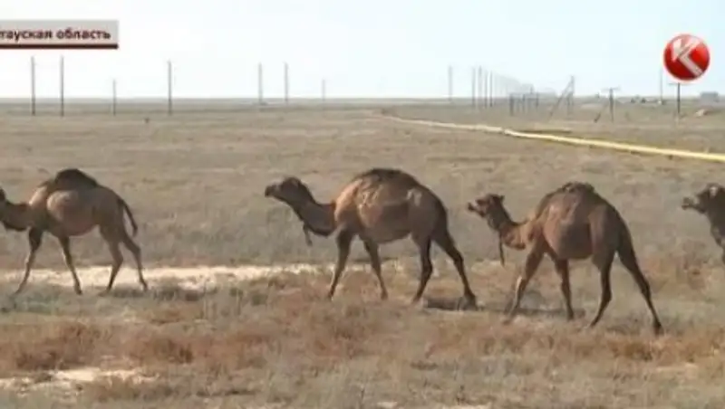 Независимые экологи: мангистауский шубат может вызвать рак