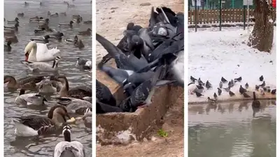 Армия "халявщиков" прилетела в Алматинский зоопарк, фото - Новости Zakon.kz от 05.12.2022 16:23