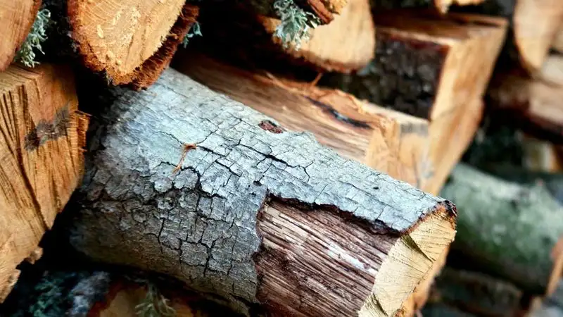 На полгода продлен запрет на вывоз лесоматериалов из Казахстана