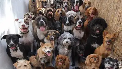 Imgur, фото - Новости Zakon.kz от 21.03.2021 19:31