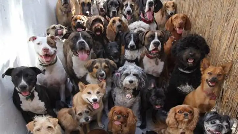 Собак назвали опасными для человечества