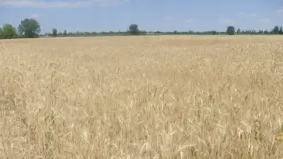 Zakon.kz, фото - Новости Zakon.kz от 08.08.2015 19:50