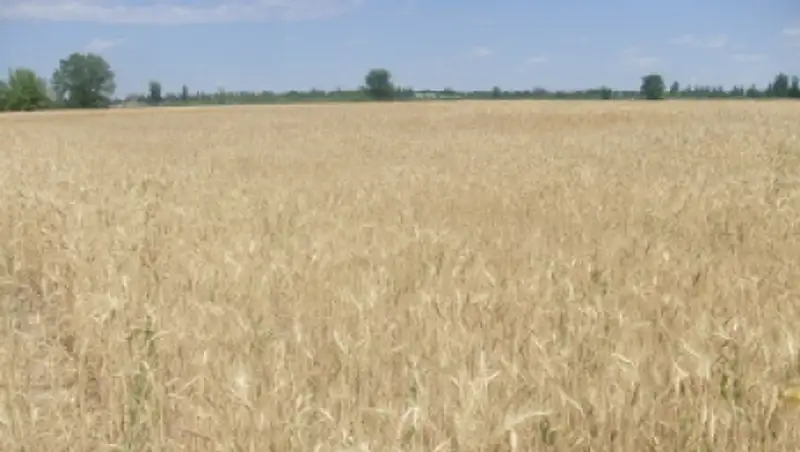 В Жамбылской области завершается уборочная кампания